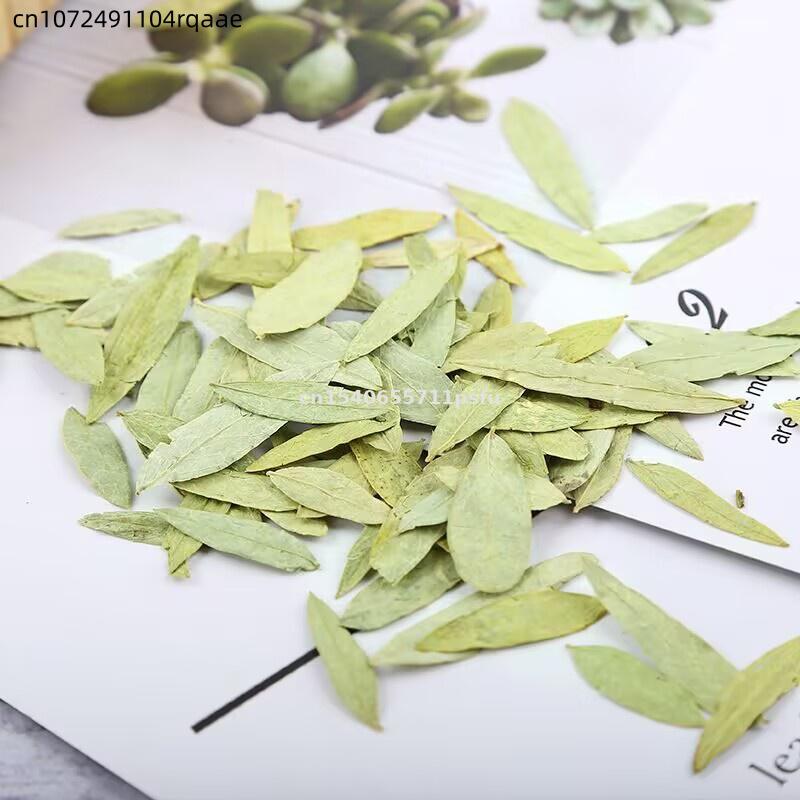 Folhas e Pó de Sene Orgânicas  - Dried Herbs avaliação e preço